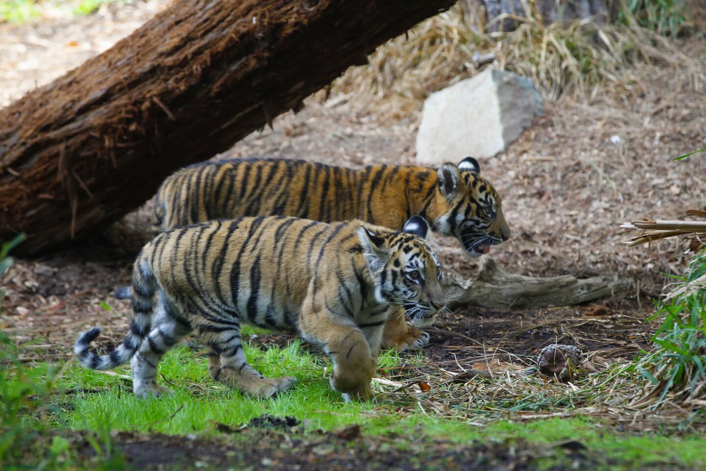 A rescued Bengal tiger cub and his companion, a Sumatran tiger cub