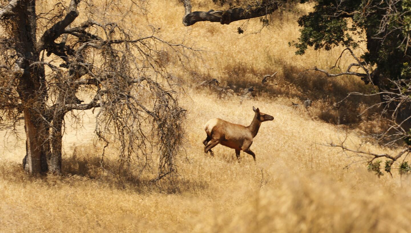 Tejon Ranch