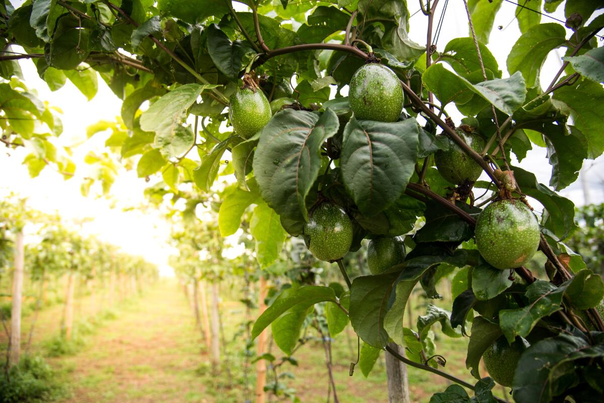 Avocado trees