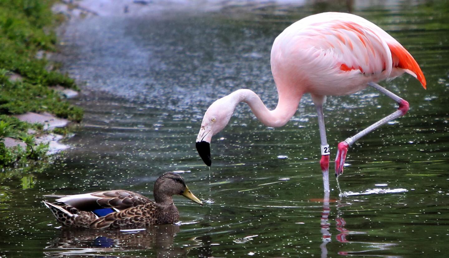A duck and flamingo share a pond while searching for food at Lincoln Park Zoo on Tuesday, Aug. 18, 2015.