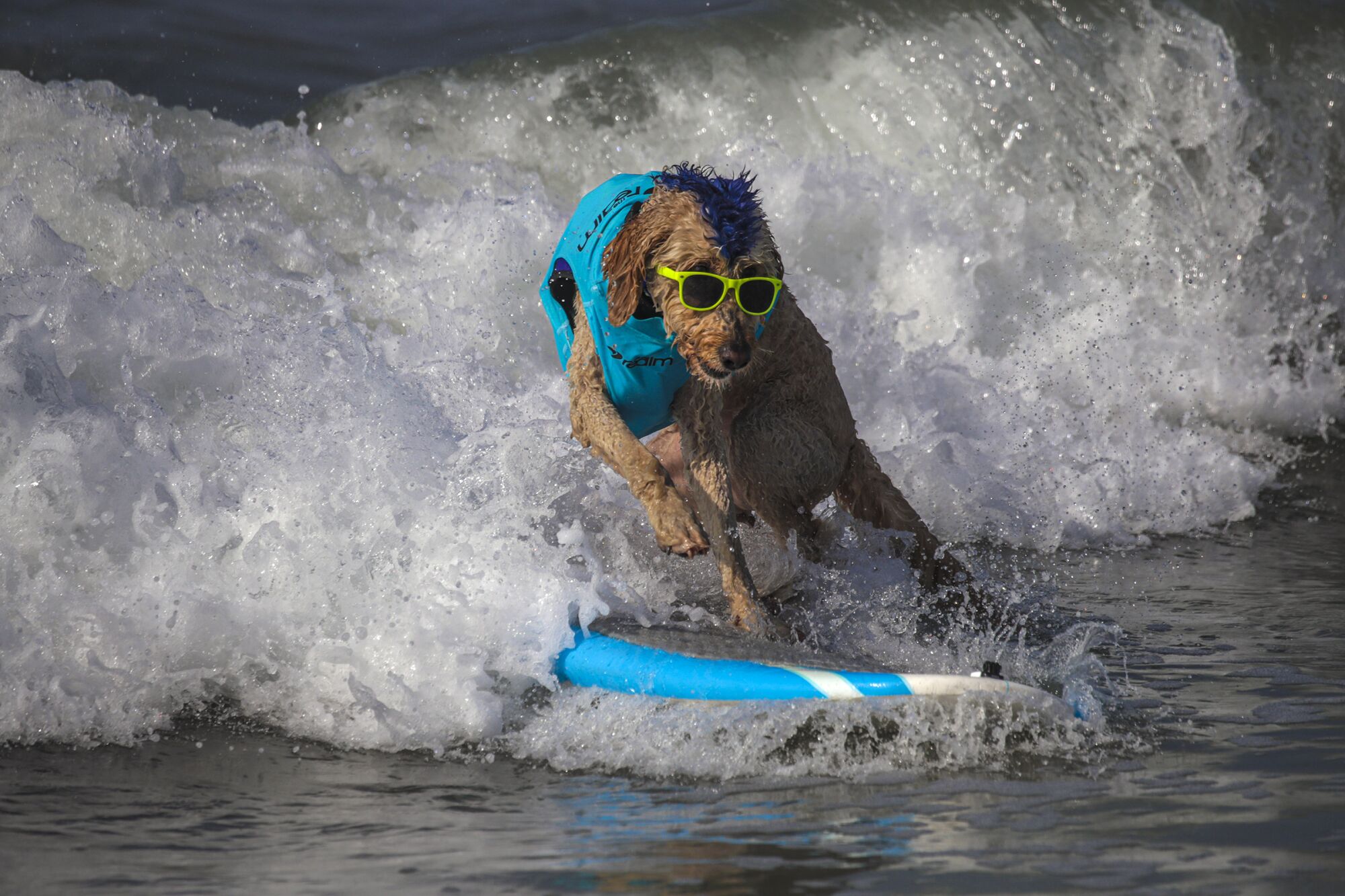  Derby, a 9-year-old Golden Doodle, rides a wave 