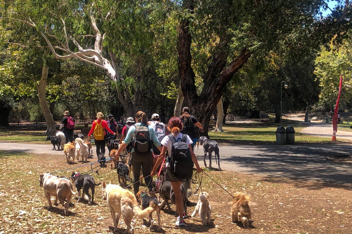 Dog-walkers roam Irvine Regional Park in July 2022.
