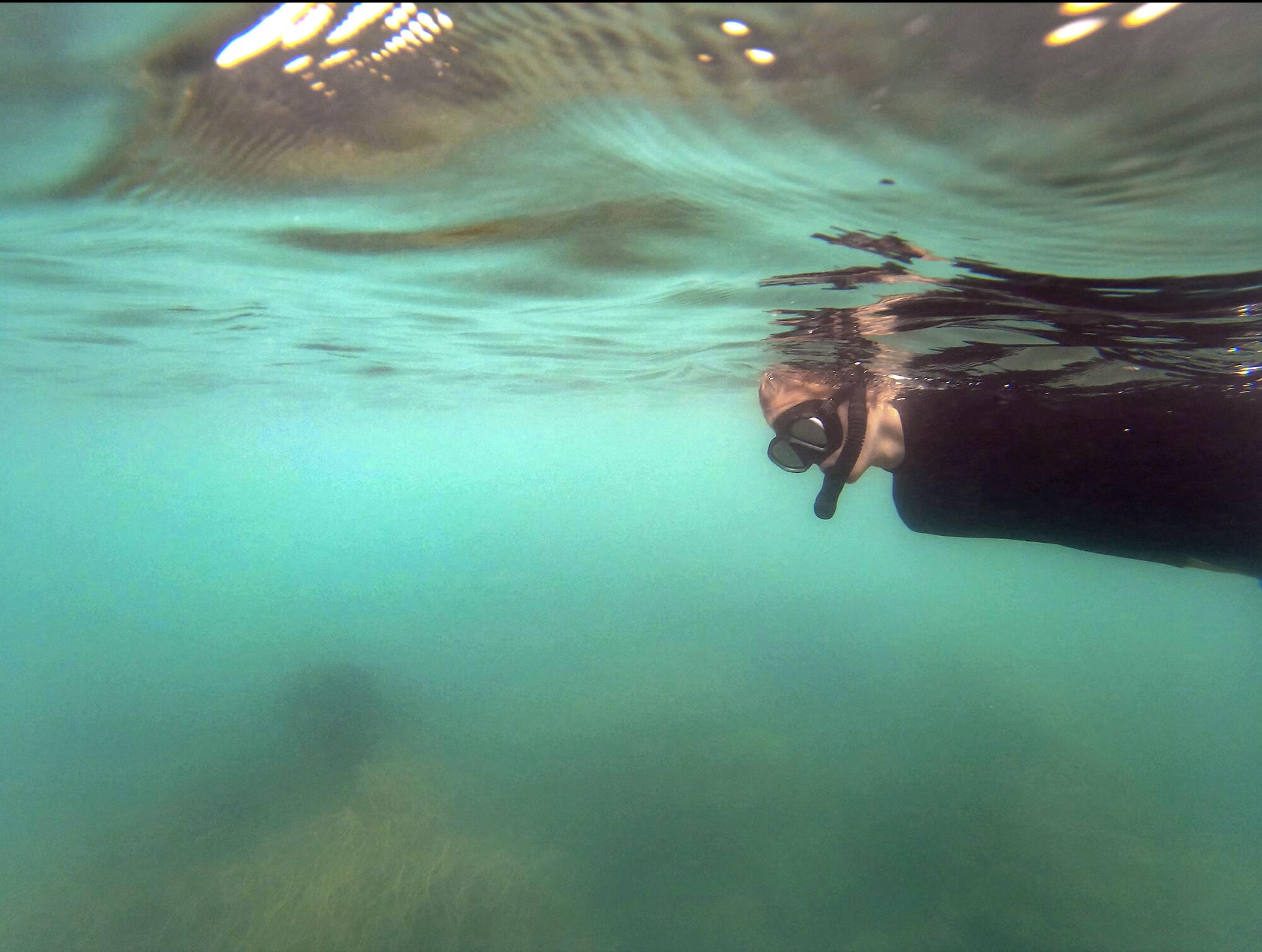 Josh Gailey swims in search of leopard sharks off La Jolla.
