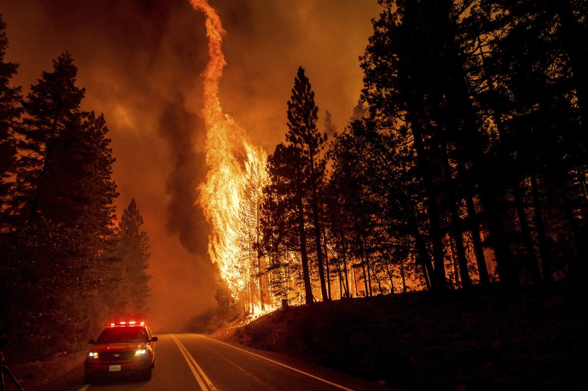 Flames leap from trees as the Dixie fire jumps Highway 89 north of Greenville in Plumas County.