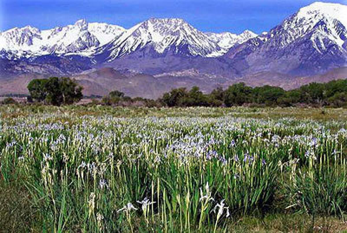 In spring, fields of wild iris  these at the northern end of Bishop  add to the grandeur of the Sierra scenery.