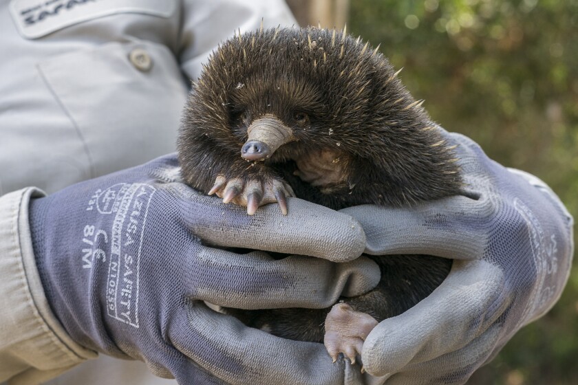 Newborn Puggle Is Thriving At San Diego Zoo Safari Park