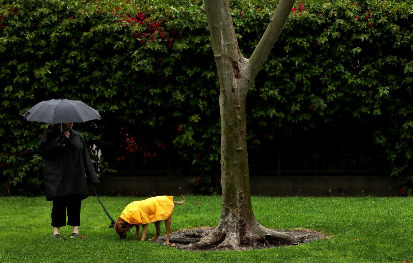 A pedestrian and a dog take cover from the rain in downtown Los Angeles during a late-season storm.