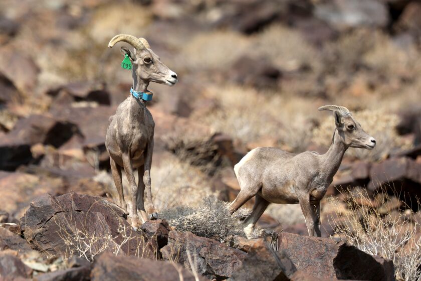 BAKER, CA - AUGUST 19: A desert bighorn ewe, left, and a bighorn lamb on North Soda Mountain along Zzyzx Road on Thursday, Aug. 19, 2021 in Baker, CA. A desert big horn ram was killed Feb. 18, 2020 along I-15 northbound. The Injuries to the ram were consistent with a vehicle collision and found at postmarker 130.18, near the Zzyzx Rd. overpass. Desert bighorn sheep advocates call for wildlife bridges over a stretch of the I-15, just south of Baker and the Mojave National Preserve where a planned Mojave Desert high-speed rail project would link Southern California to Las Vegas. The group wants the project's private owner, Brightline West of Miami, Fla., to fund the overcrossings as part of an effort to mitigate the ecological destruction caused by its $8-billion rail system. (Gary Coronado / Los Angeles Times)