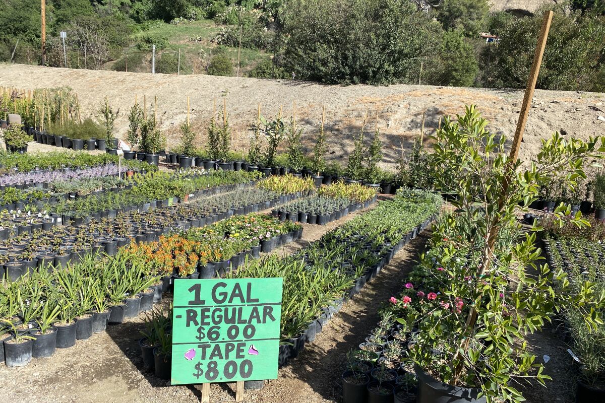 An outdoor nursery with small green sign reading "1 Gal, regular $6, Tape $8 