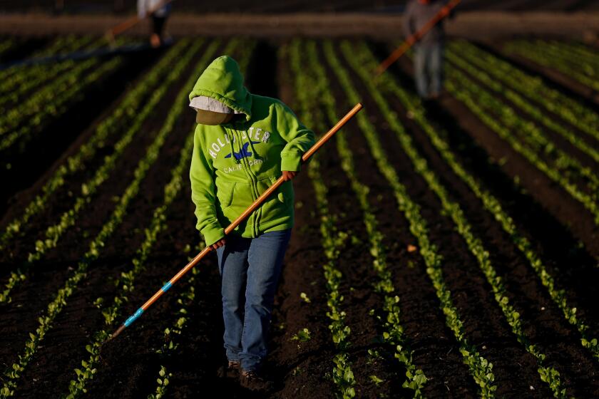 A Worker culls lettuce in Salinas, Calif.  