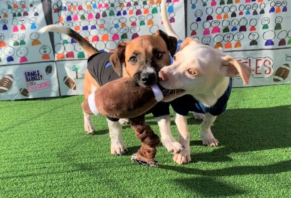 In a practice arena, Crocket (left) and his brother, Carlos, show off their skills before appearing in Puppy Bowl XIX.