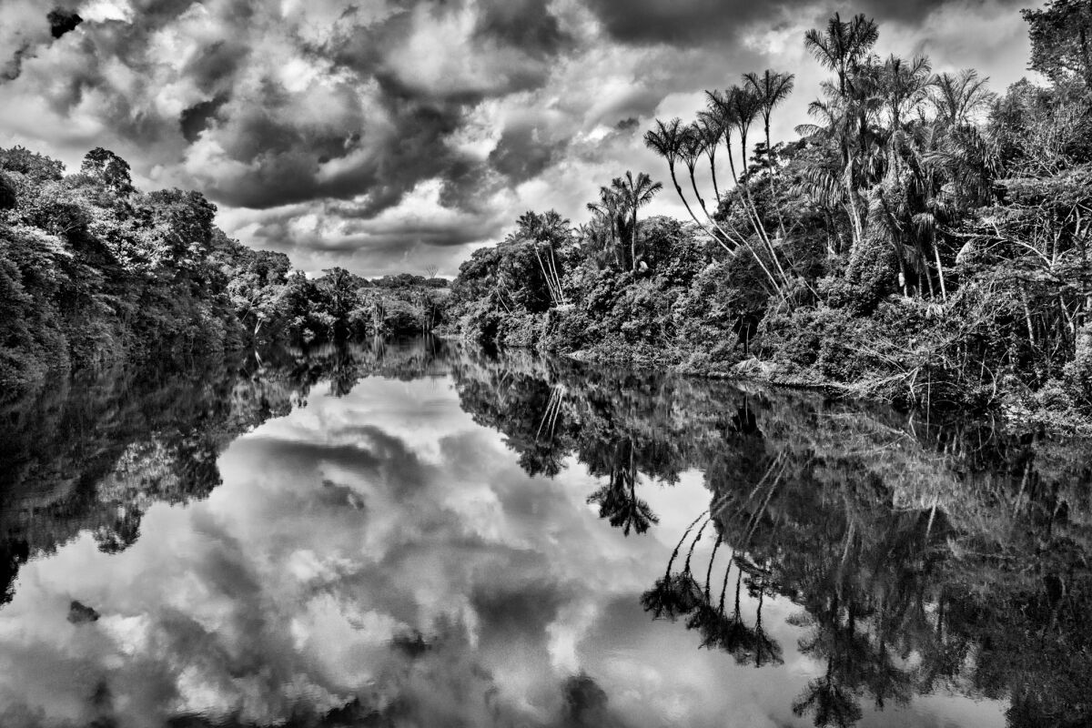 Landscape of an igapo, a type of forest frequently flooded by river water, 