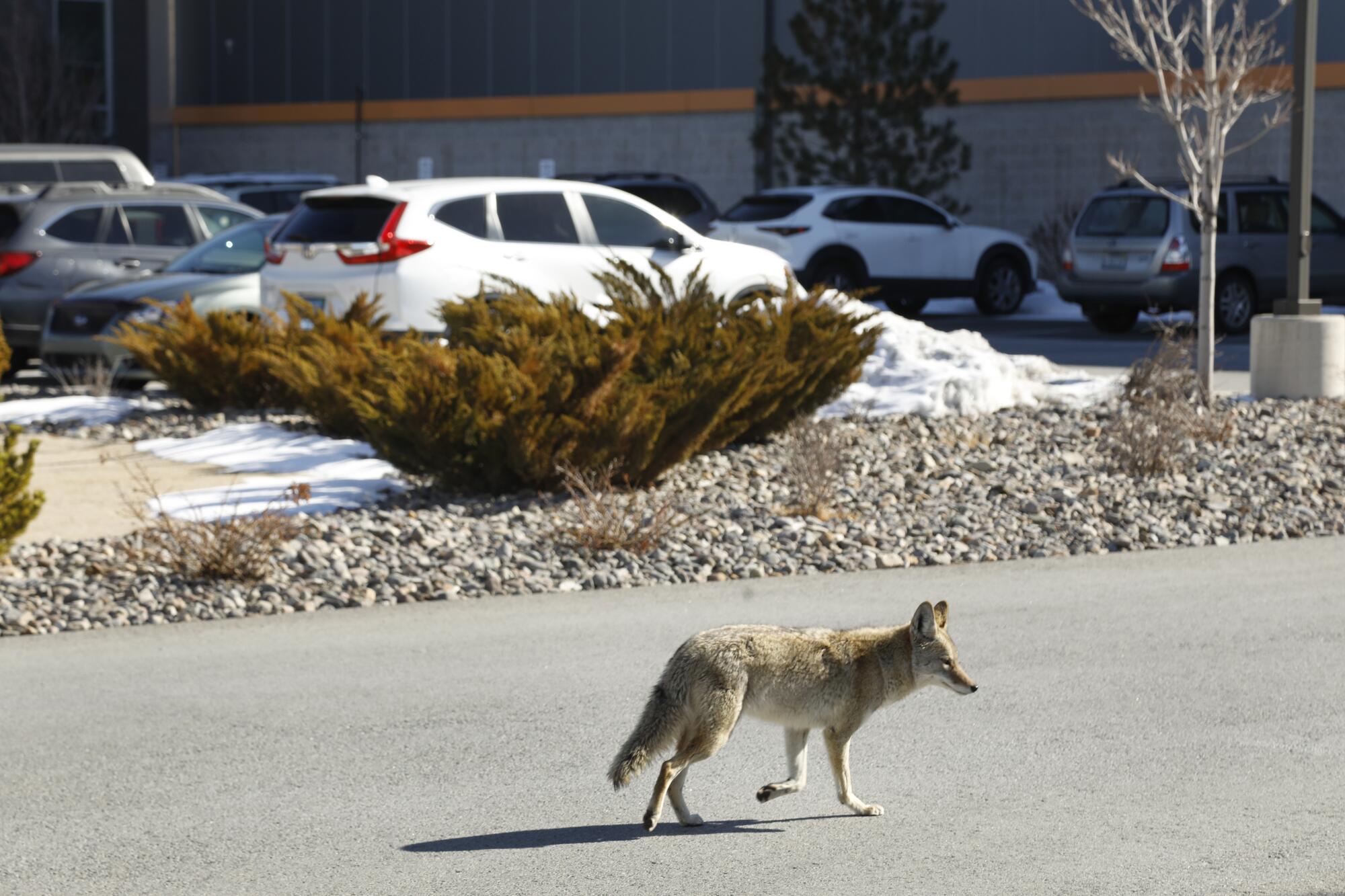 A coyote trots along a road near a parking lot.