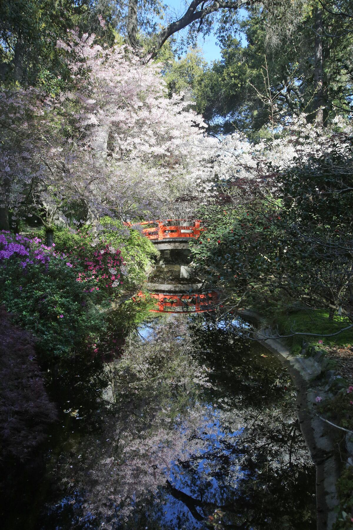 Beni hoshi and Akebono cherry blossoms at Descanso Gardens on March 25. The blossoms will be featured on one of the virtual tours of the gardens that have proven to be very popular during Descanso's closure.