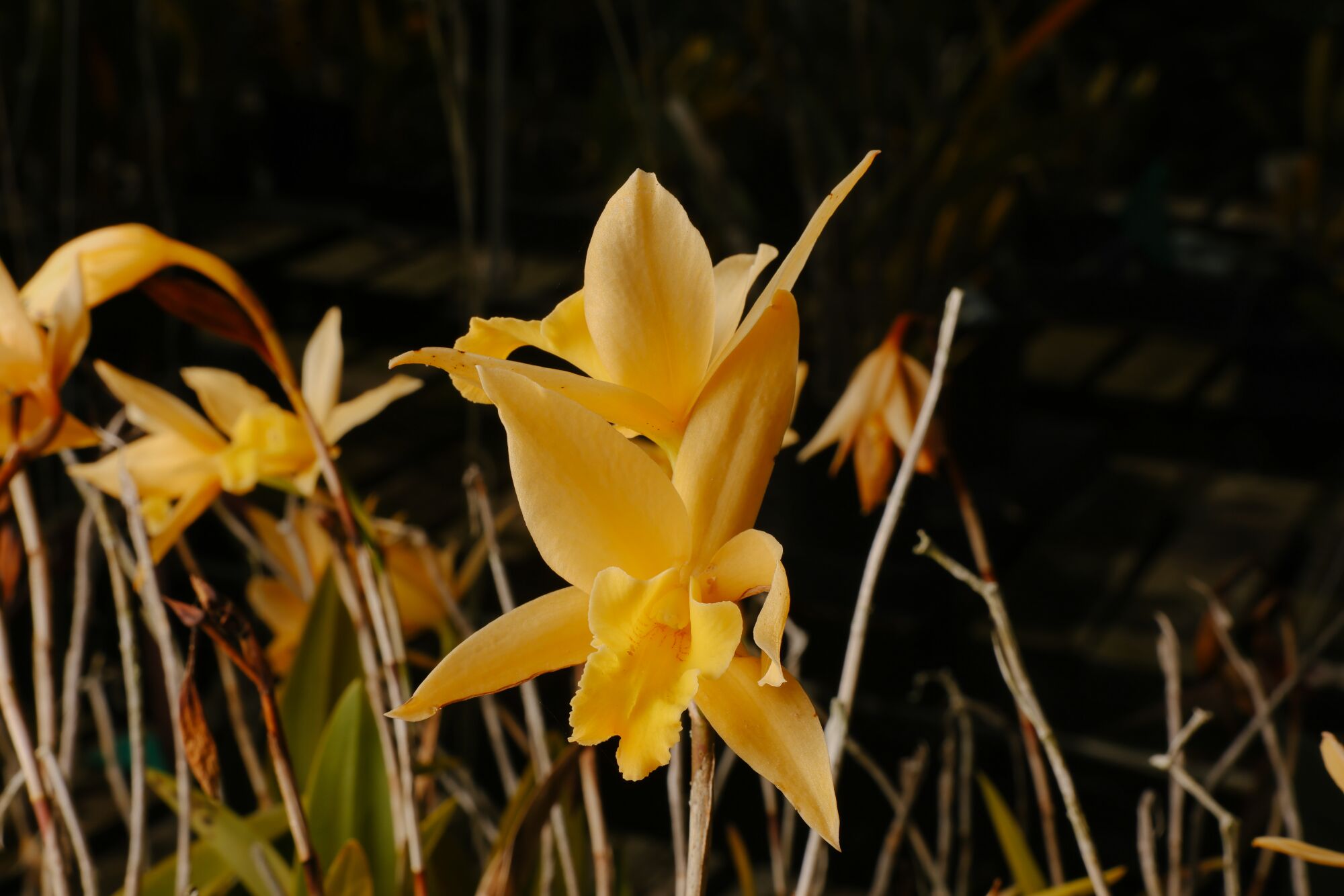 A yellowish Laelia Canariensis bloom