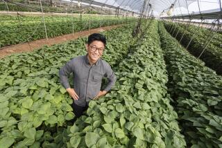 Farmer Aaron Choi stands in a green house filled with Korean Sesame Leaf plants at Girl & Dug Farm.