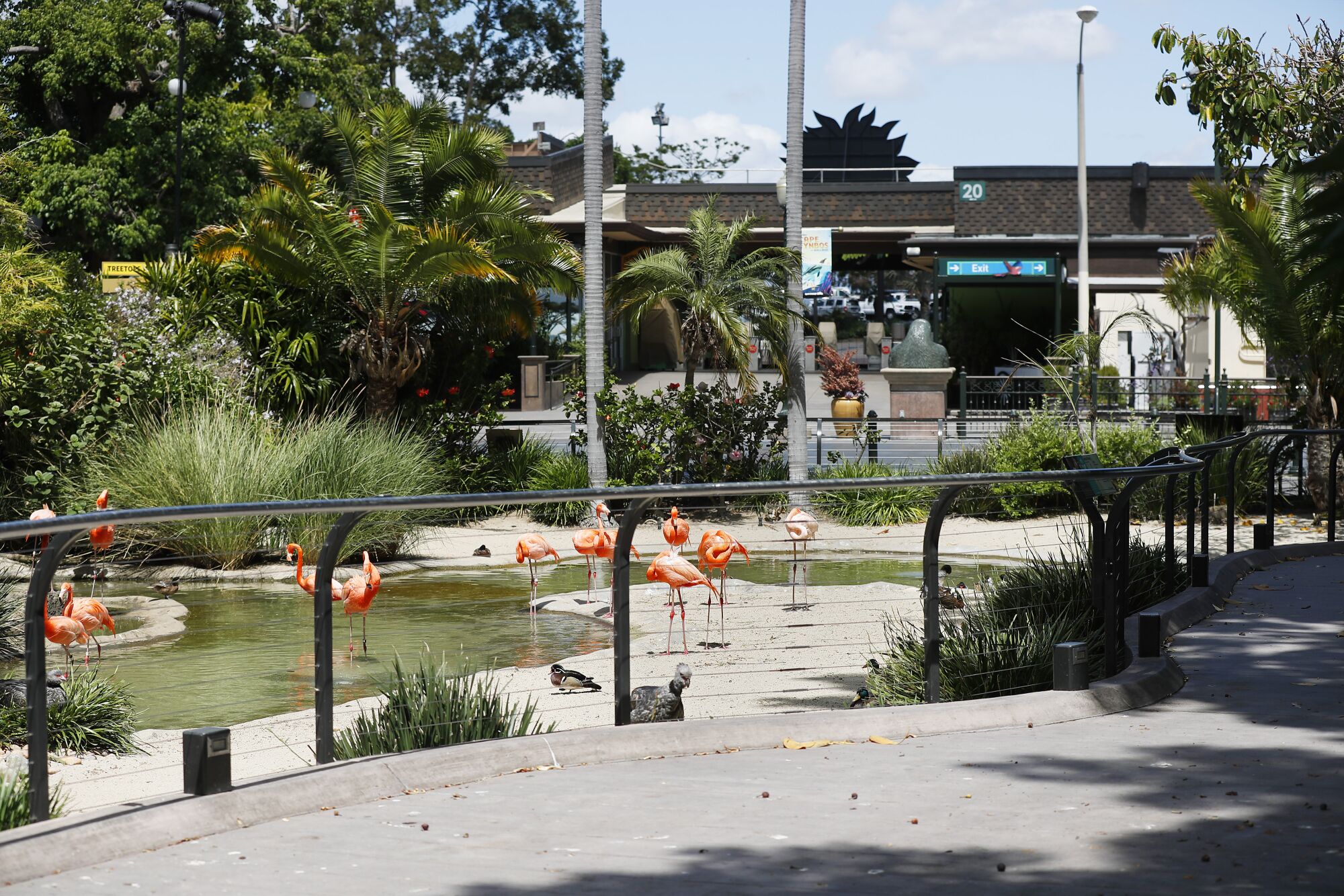 The flamingo area is normally one of the most crowded areas at the San Diego Zoo but not on May 19, 2020.
