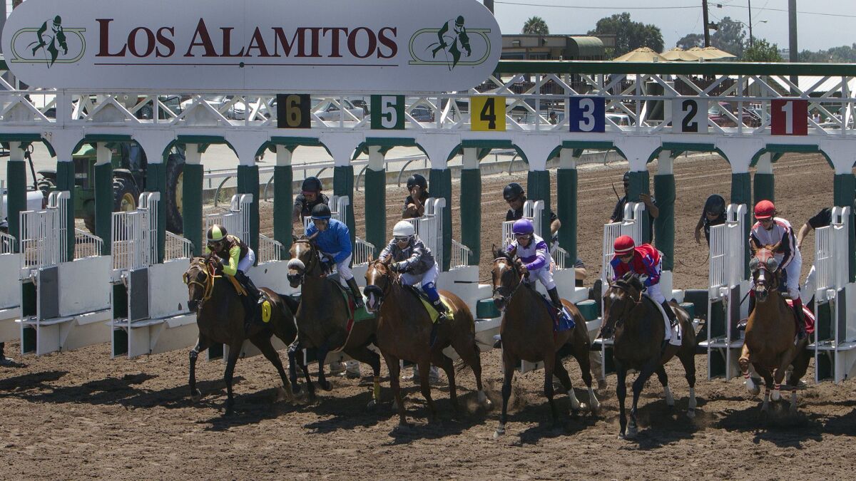 Thoroughbred horses bolt out of the starting gate at Los Alamitos Race Track.