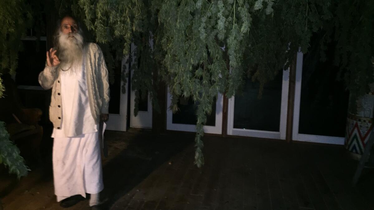 Swami Chaitanya, in his barn, with his just-harvested organic cannabis plants.