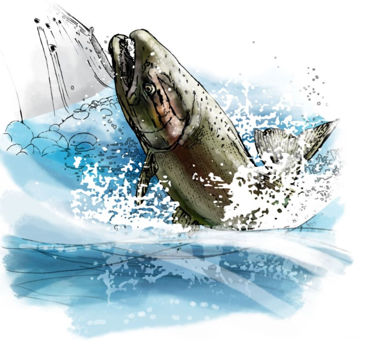 Illustration of a salmon splashing in water.
