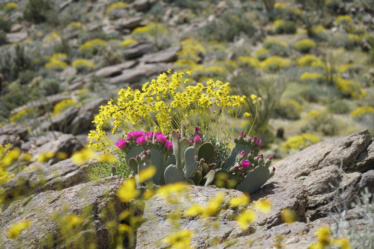 Anza-Borrego superbloom hike.