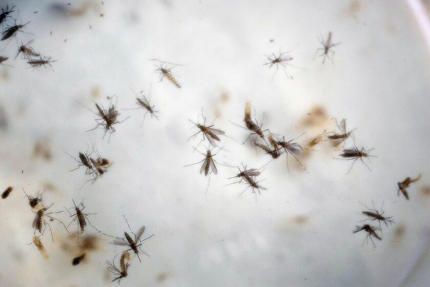 Aedes aegypti mosquitoes in a cage at a laboratory in Cucuta, Colombia.