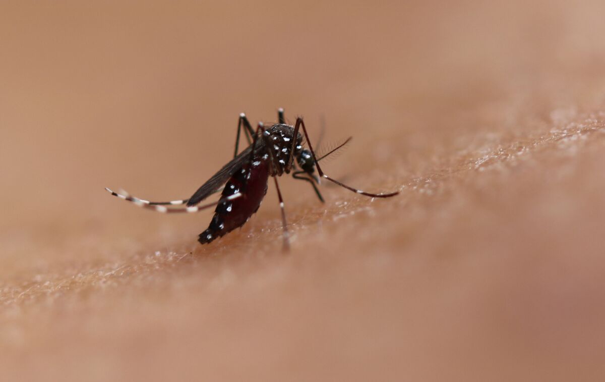 A mosquito sinks its proboscis into flesh