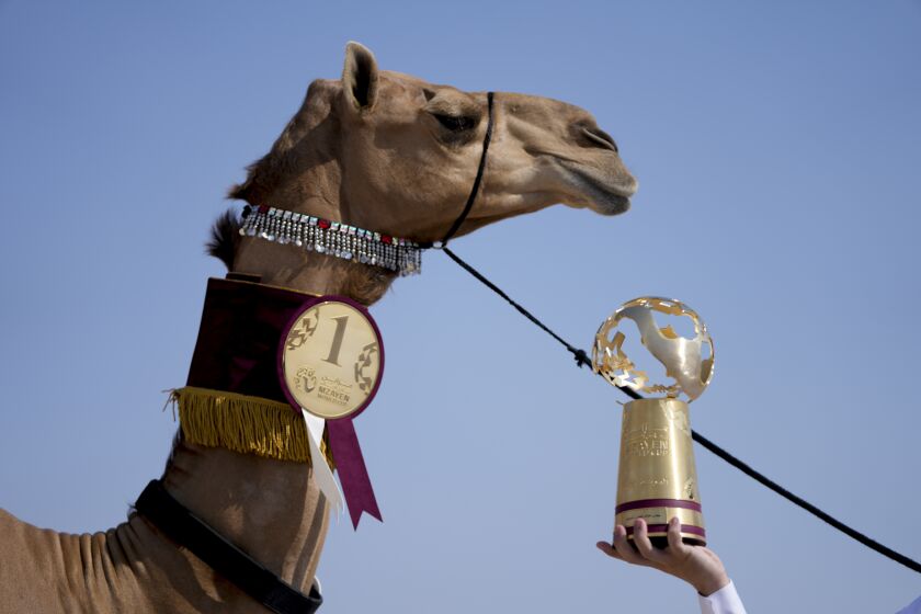 Un integrante de la familia AlKuwari muestra el trofeo tras ganar el primer premio de la Copa Mundial Mzayen, un concurso en el desierto de Qatar durante el Mundial de fútbol, en Ash- Shahaniyah, el viernes 2 de diciembre de 2022. (AP Foto/Natacha Pisarenko)