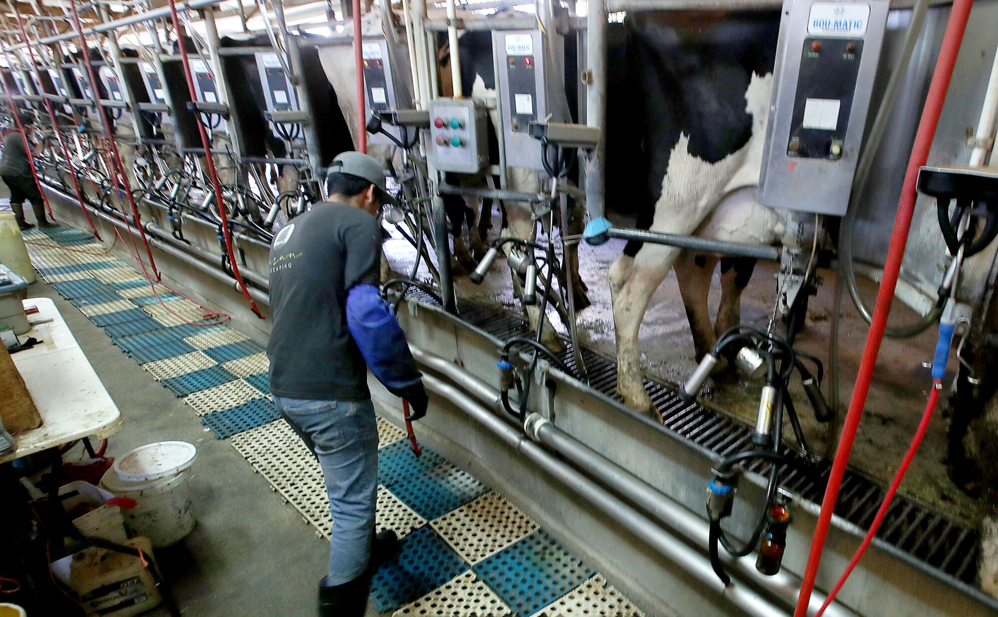 Cows are milked by machines while a man looks at one of the devices.