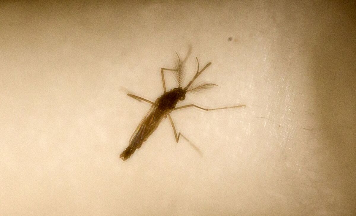 A close-up of an Aedes aegypti mosquito 