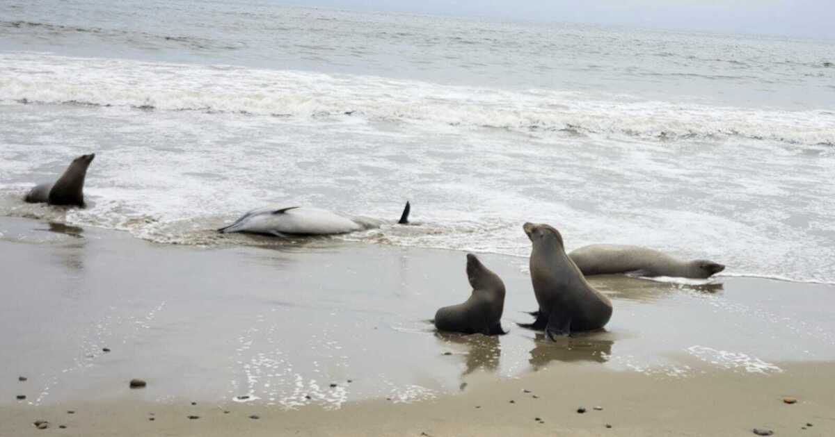 Best Time to See Seals and Sea Lions in San Diego 2023 