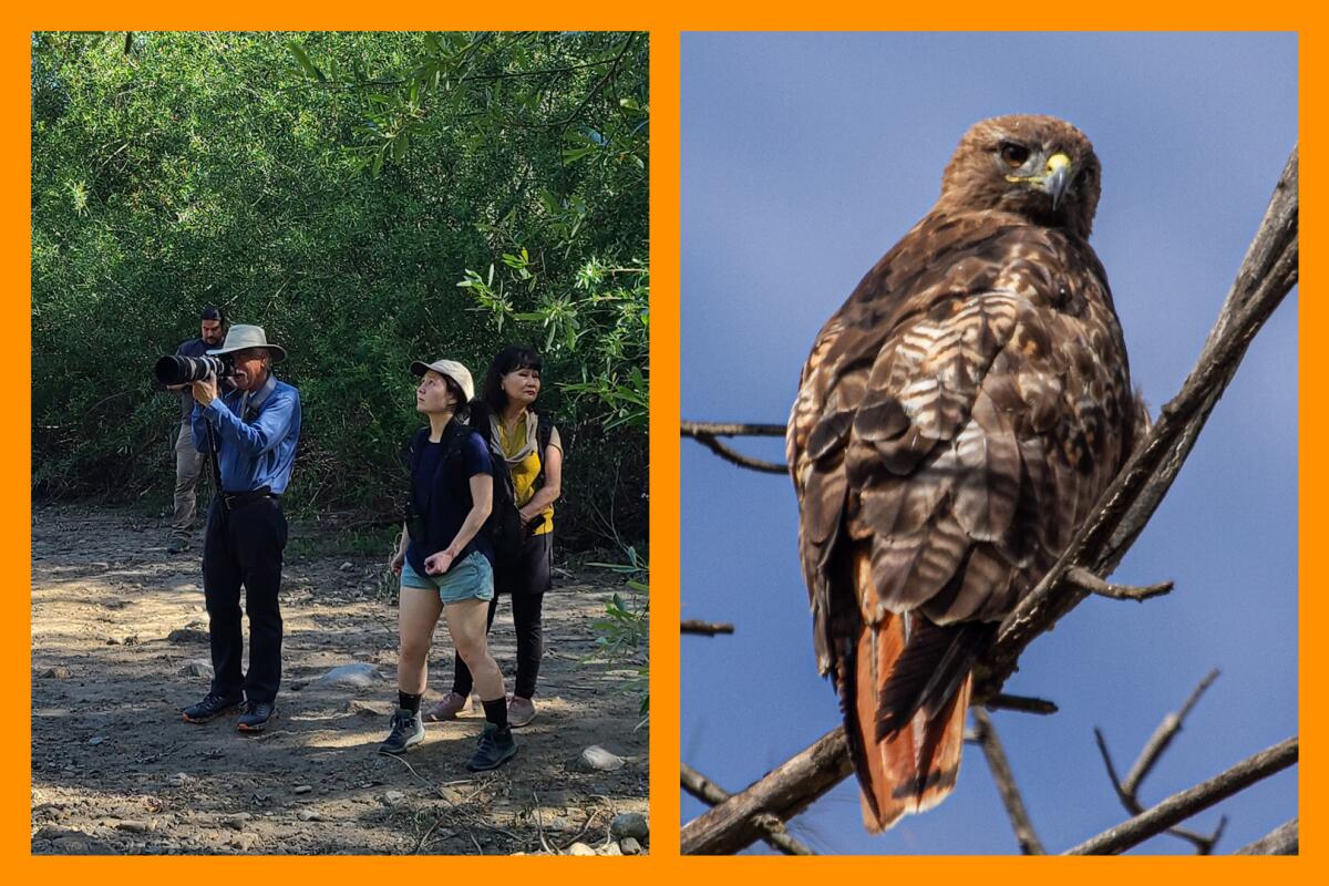A photo on the left of people birdwatching next to a photo on the right of a red-tailed hawk in a tree