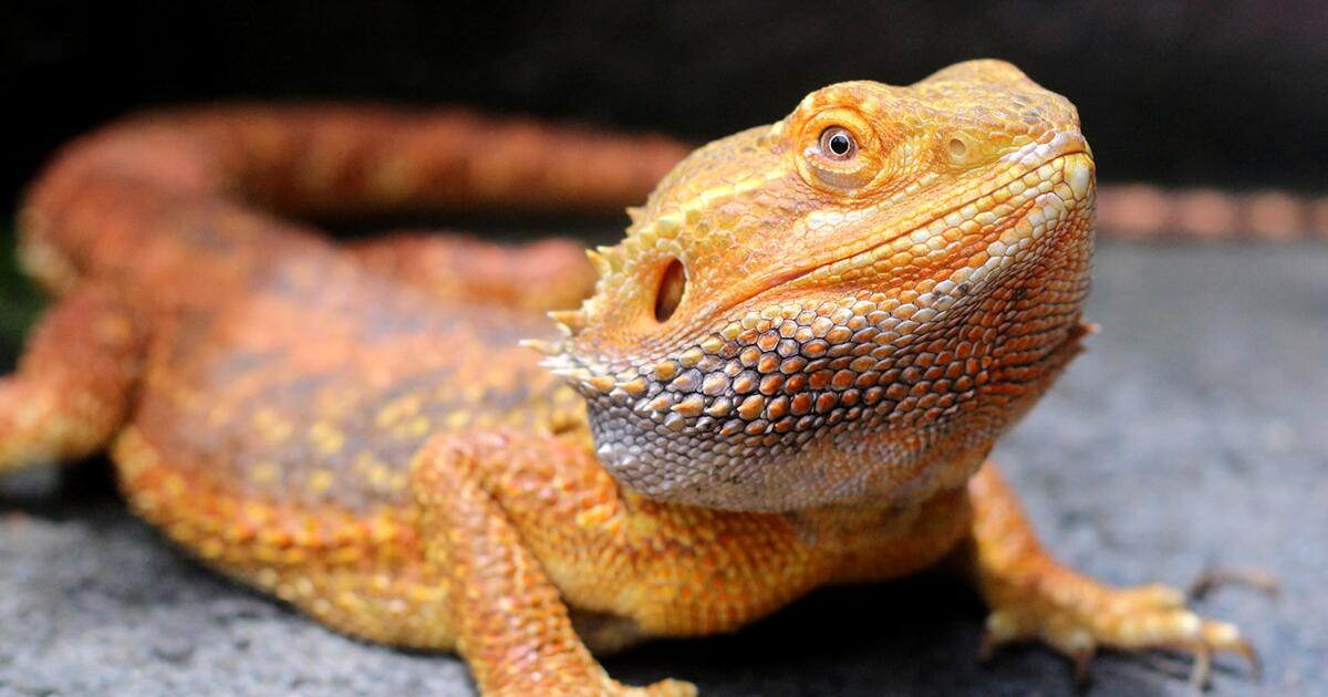 Bearded Dragon Care Guide for Beginners: Habitat, Feeding and Behavior - Los Angeles Times