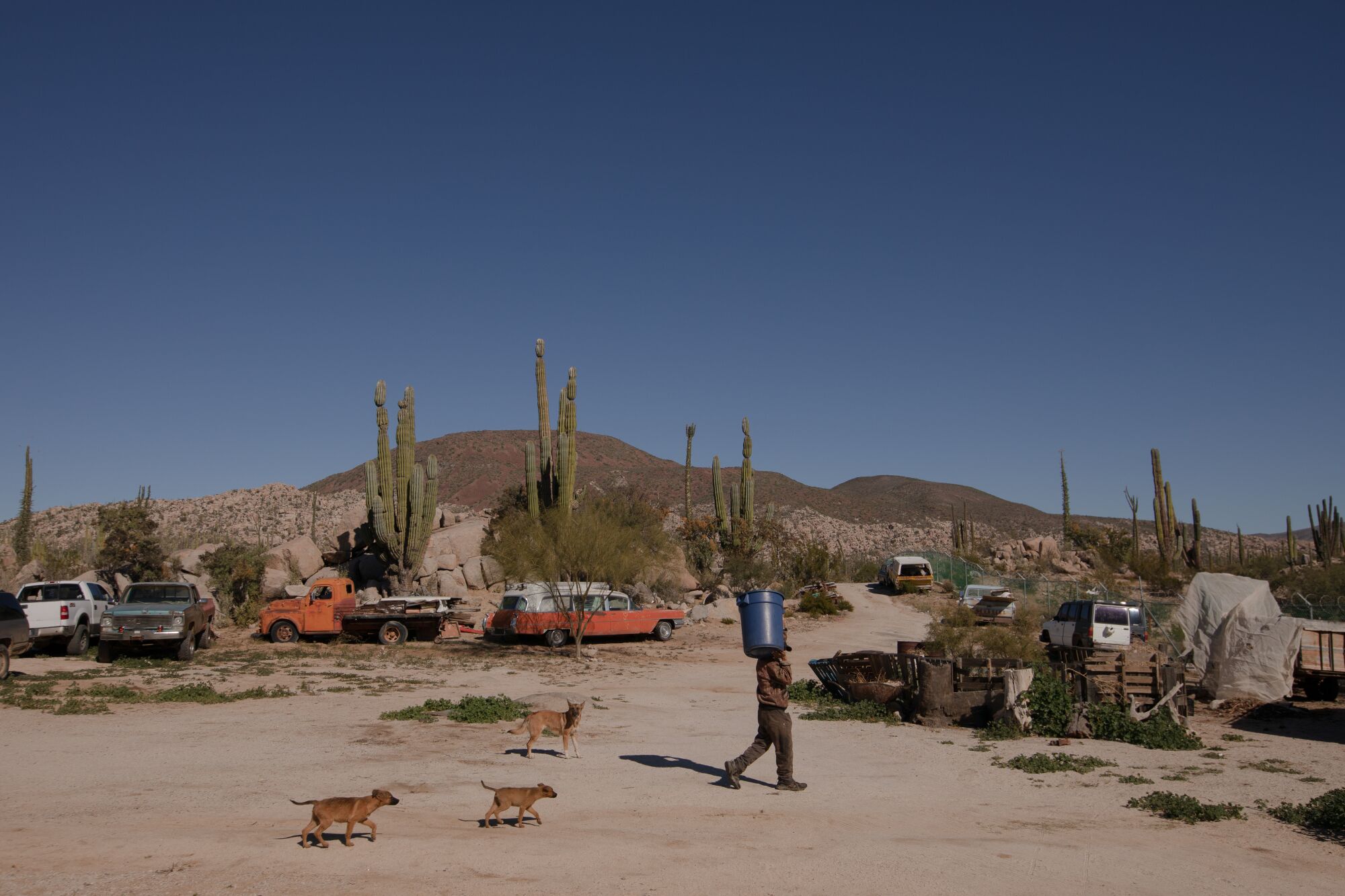 Three dogs following a man as he walks across a dusty lot full of old rusted cars in the desert.