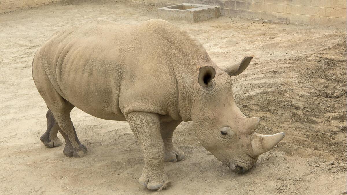 Victoria, a southern white rhino, has been impregnated via artificial insemination with sperm from a northern white rhino, a species that is all but extinct.