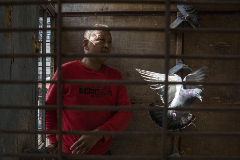 Huanan market vendor Jiang Dafa tends to his pigeons at home in Wuhan in central China's Hubei province on Oct. 22, 2020. China's search for the COVID-19 virus started in the Huanan Seafood market in Wuhan, a sprawling, low-slung complex where many of the first human coronavirus cases were detected. Scientists initially suspected the virus came from wild animals sold in the market. (AP Photo/Ng Han Guan)