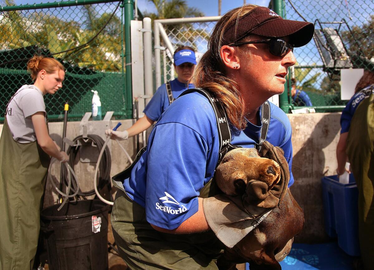 Sea lion strandings on San Diego beaches reach record numbers