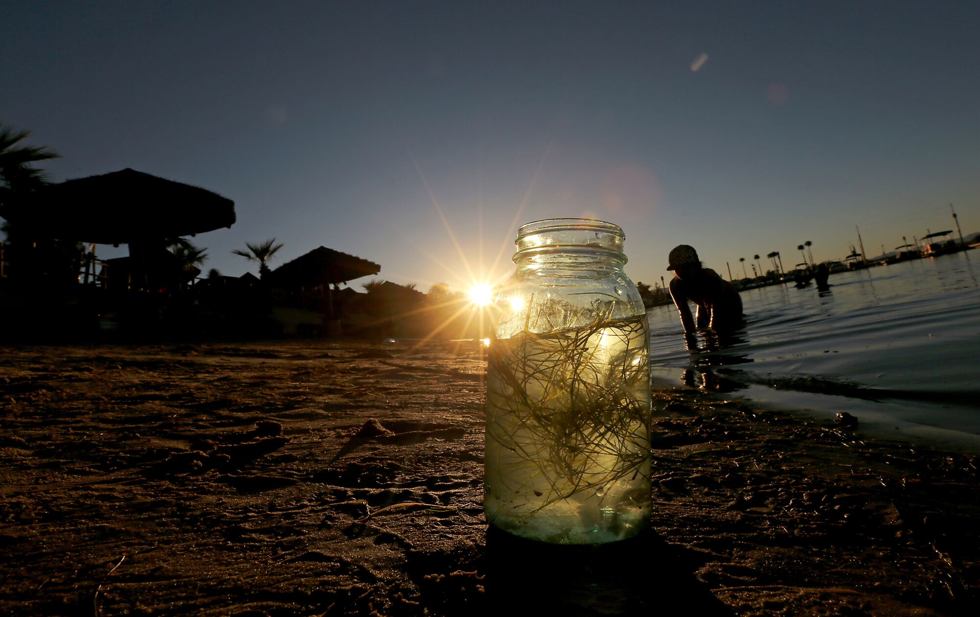 A child collects water, plants and small fish in a jar at Pirate Cove Resort and Marina near Needles