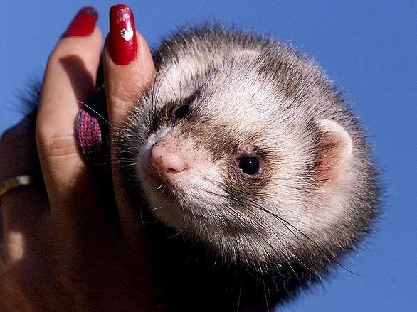 A photo taken May 20, 2001, shows a 3-year-old American black-footed ferret peering out from its owner's hand at Centennial Park in Sydney, Australia.