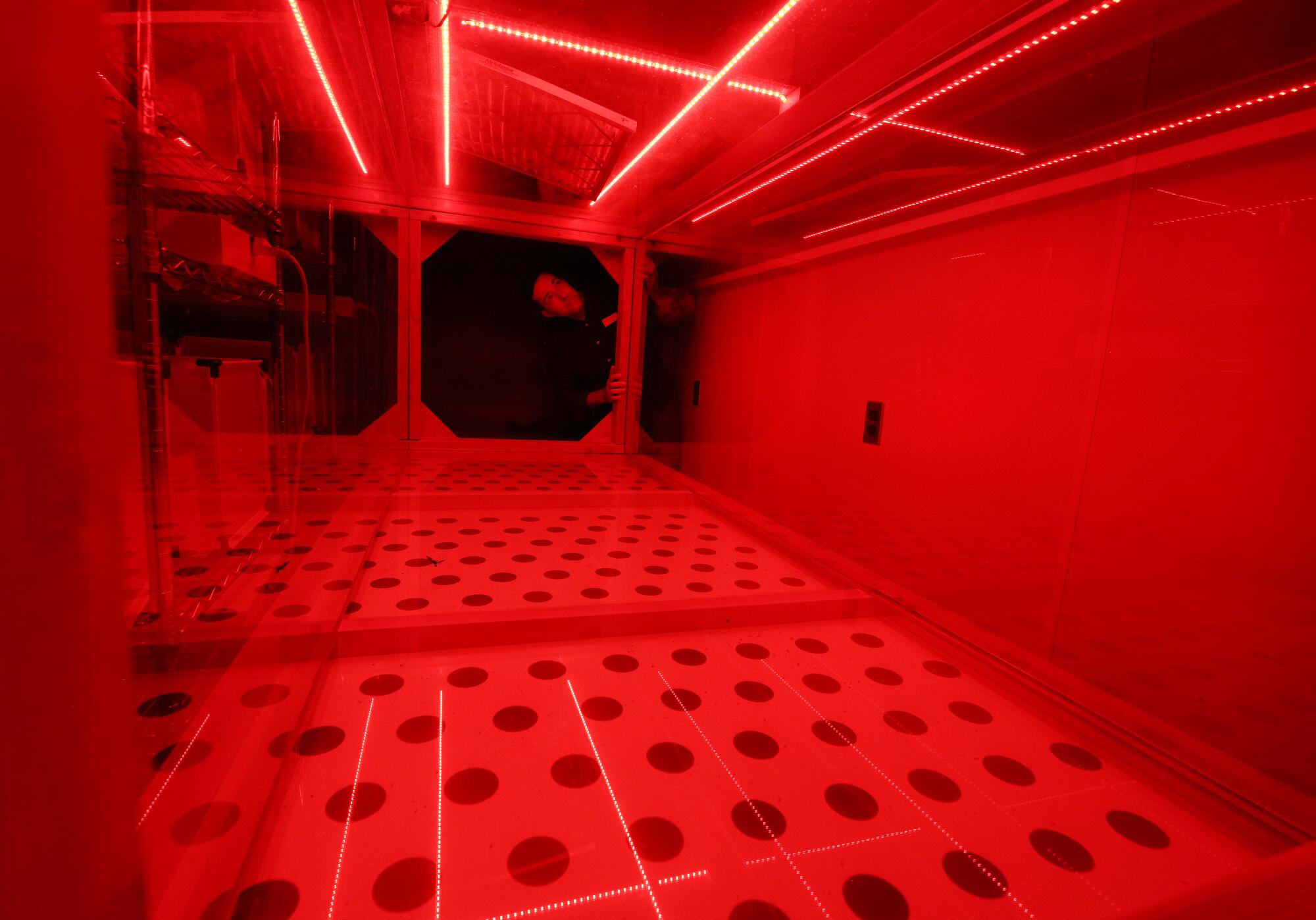 A red glow fills an insect wind tunnel.