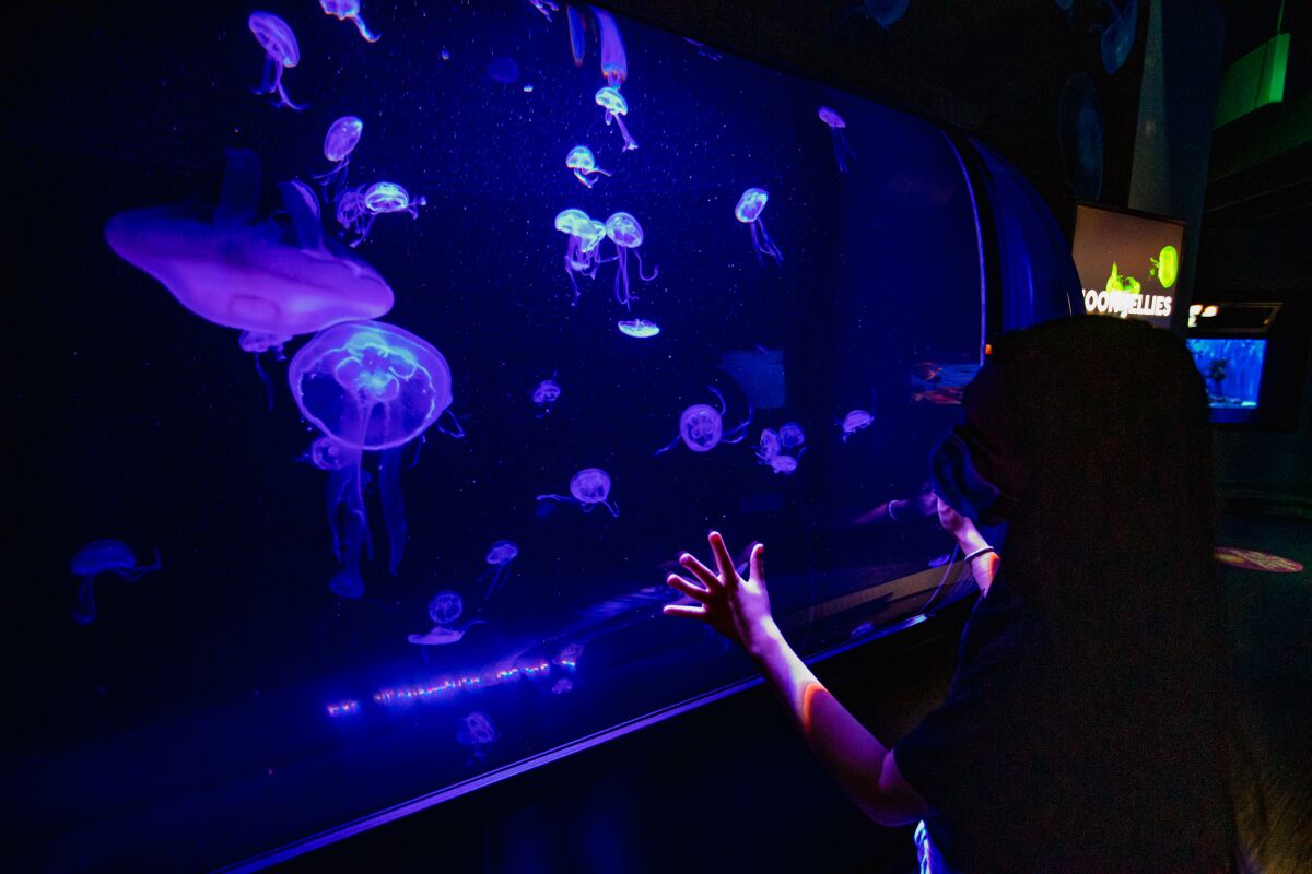 Birch Aquarium at Scripps Institution of Oceanography has just opened a 600-gallon, cylindrical moon jelly experience 