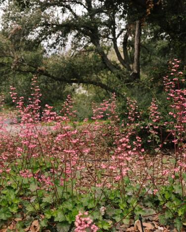 Claremont, CA - March 12: Native Coral bells grow at the California Botanic Garden on Tuesday, March 12, 2024 in Claremont, CA. These flowers are recommended for a native bouquet. (Dania Maxwell / Los Angeles Times)