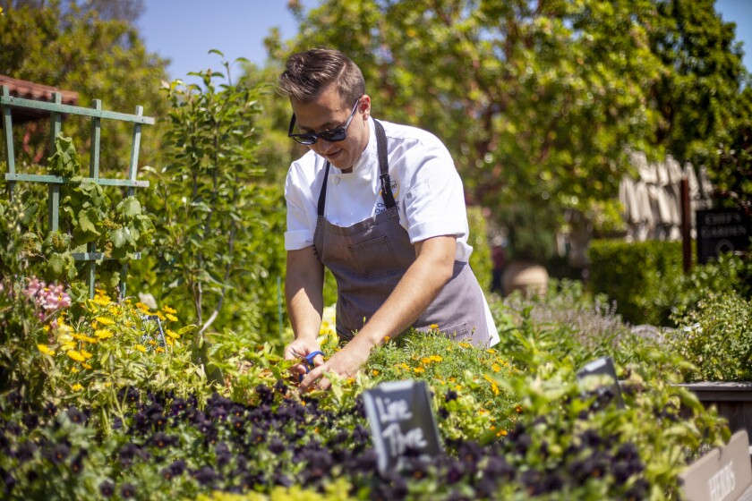 Christopher Gentile, chef de cuisine at the Rancho Bernardo Inn's Avant restaurant, is introducing a new once-a-week tasting menu highlighting produce grown in the resort's 3,000 square feet of gardens.