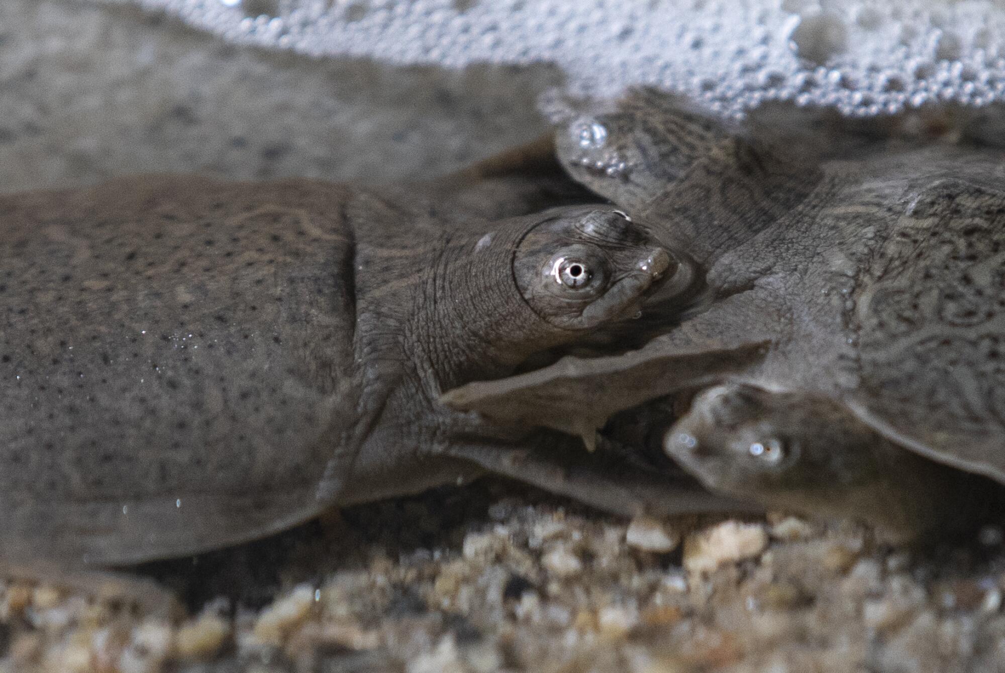 The San Diego Zoo welcomed 41 Indian narrow-headed softshell turtles this summer. 