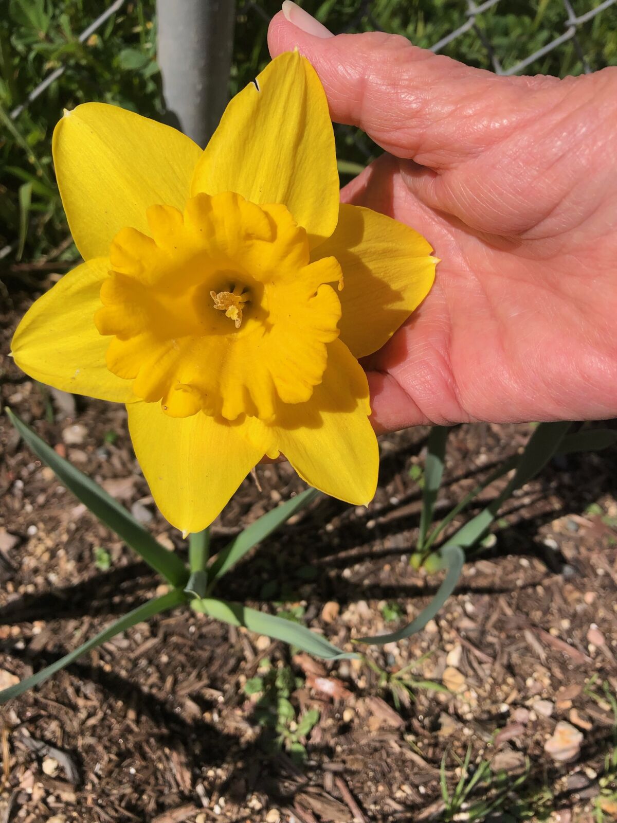 Kathie Farmer shared this photo of a daffodil grown from bulbs purchased at the Dollar Store in Ramona.