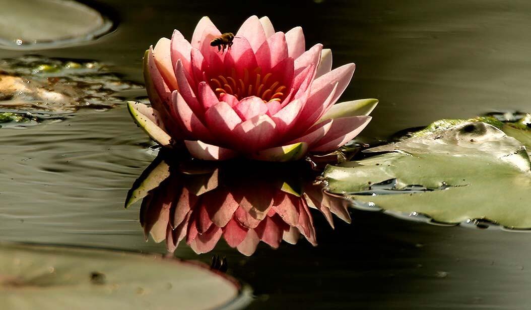 A bee hovers over a water lily at Echo Park Lake after a two-year, $45-million makeover. Before it was refilled and restocked with plants, the neighborhood landmark was completely drained and cleaned.