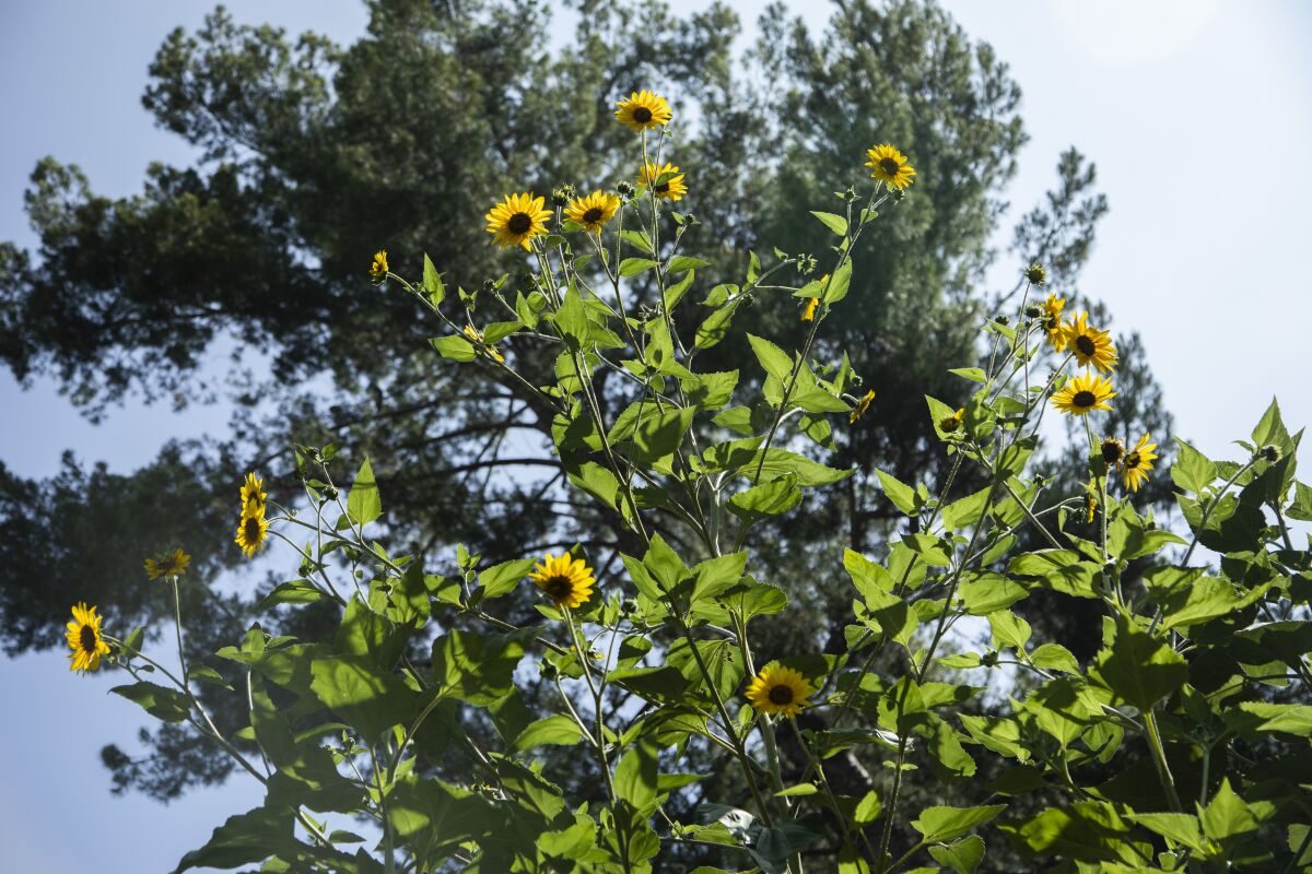 A sunflower in a native plants garden.