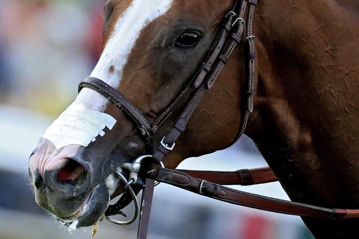 California Chrome is seen with a nasal breathing strip after winning the Preakness Stakes on May 17.