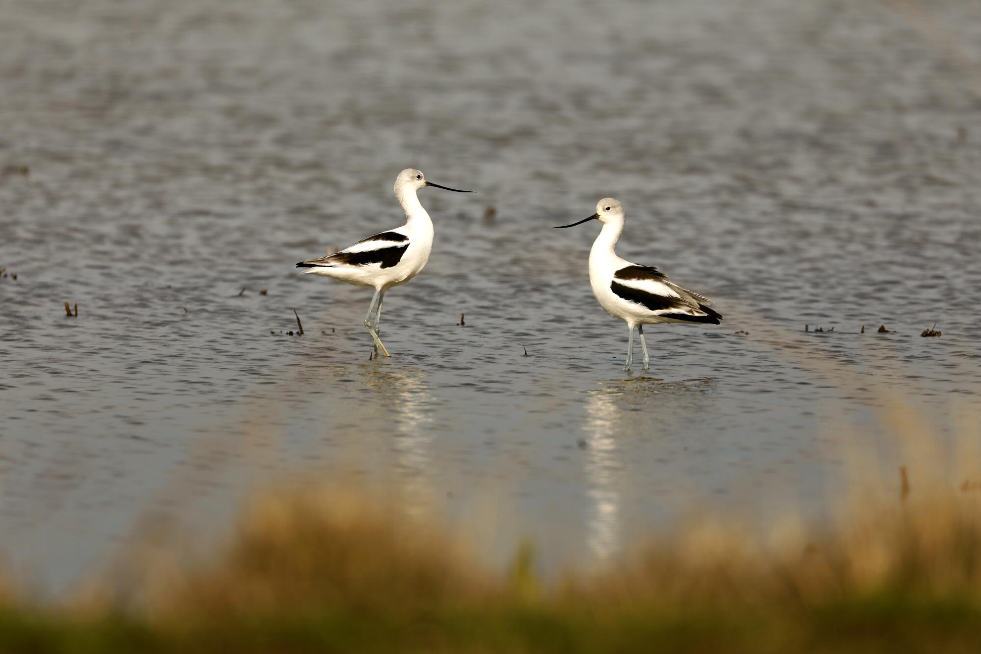 Two birds feed in a flooded farm.