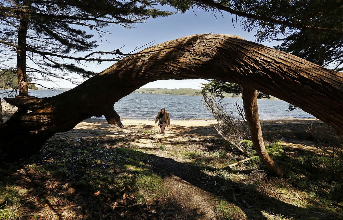 Trees frame a view of Tomales Bay as Peter Lewis, youngest son of artist Clayton Lewis, walks to the original Coast Miwok buildings at Laird's Landing in Point Reyes National Seashore.
